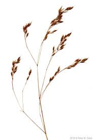 Attēlu rezultāti vaicājumam “Deschampsia flexuosa bud”