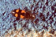 Attēlu rezultāti vaicājumam “Glischrochilus quadripunctatus imago”