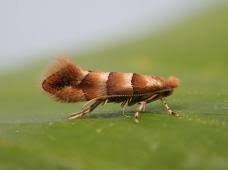Attēlu rezultāti vaicājumam “Phyllonorycter nicellii”