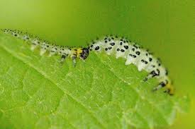 Attēlu rezultāti vaicājumam “Nematus ribesii”