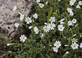 Attēlu rezultāti vaicājumam “Cerastium arvense flower”