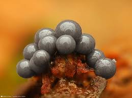 Attēlu rezultāti vaicājumam “Lycogala cf. oleocrystalliferum spores”