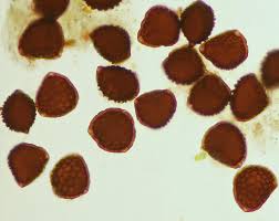 Attēlu rezultāti vaicājumam “Riccia bifurca”