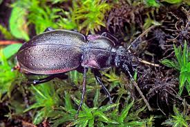 Attēlu rezultāti vaicājumam “Carabus nemoralis”