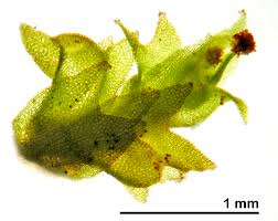 Attēlu rezultāti vaicājumam “Lophozia ascendens”