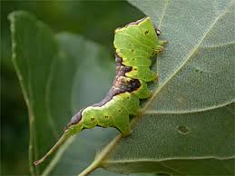 Attēlu rezultāti vaicājumam “Furcula bifida”