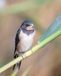 Attēlu rezultāti vaicājumam “Hirundo rustica juvenile”