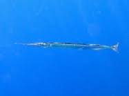 Attēlu rezultāti vaicājumam “Belone belone”