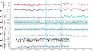 Image result for Vazella pourtalesii