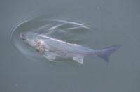 Image result for Chelon saliens