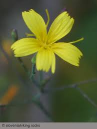 Attēlu rezultāti vaicājumam “Mycelis muralis flower”