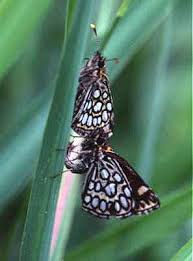 Attēlu rezultāti vaicājumam “Heteropterus morpheus underside”