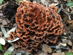 Image result for Podoscypha multizonata