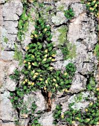 Attēlu rezultāti vaicājumam “Orthotrichum pumilum”