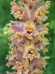 Attēlu rezultāti vaicājumam “Orobanche elatior flower”