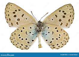 Attēlu rezultāti vaicājumam “Phengaris arion underside”