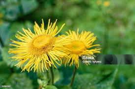 Attēlu rezultāti vaicājumam “Telekia speciosa”