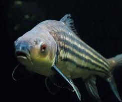 Image result for Cyprinus megalophthalmus