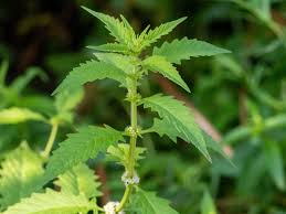 Attēlu rezultāti vaicājumam “Lycopus europaeus leaf”