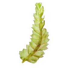 Attēlu rezultāti vaicājumam “Harpanthus scutatus”