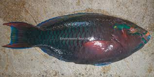 Image result for Scarus niger