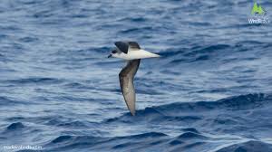 Image result for Pterodroma feae