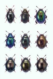 Attēlu rezultāti vaicājumam “Byrrhidae”