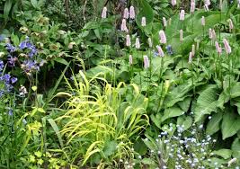 Attēlu rezultāti vaicājumam “Milium effusum”