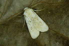 Attēlu rezultāti vaicājumam “Agrotis ripae”