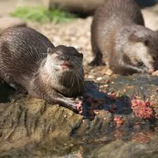 Image result for Worthing Otters