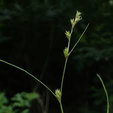Attēlu rezultāti vaicājumam “Carex remota leaf”