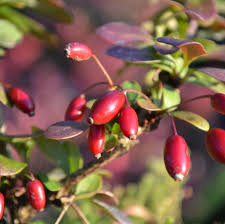 Attēlu rezultāti vaicājumam “Berberis thunbergii fruit”