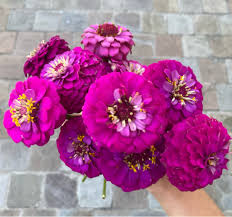 Image result for Zinnia elegans