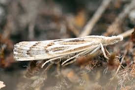 Attēlu rezultāti vaicājumam “Pediasia fascelinella”