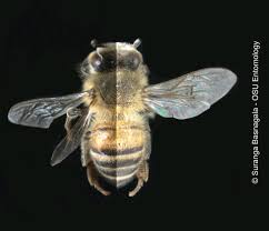 Attēlu rezultāti vaicājumam “Apis mellifera”