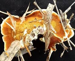 Attēlu rezultāti vaicājumam “Laetiporus sulphureus”