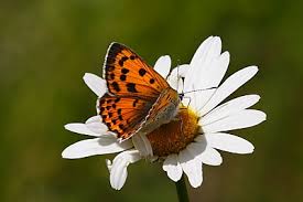 Attēlu rezultāti vaicājumam “Lycaena alciphron”