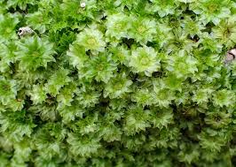 Attēlu rezultāti vaicājumam “Rhodobryum roseum”