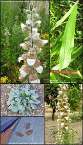 Image result for Digitalis lanata