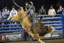 Image result for Reading University Riding Club