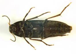 Attēlu rezultāti vaicājumam “Melandryidae”