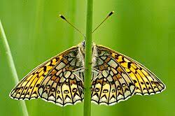 Attēlu rezultāti vaicājumam “Boloria eunomia underside”
