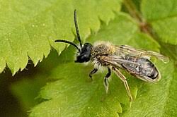 Attēlu rezultāti vaicājumam “Andrena vaga”