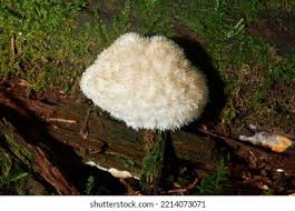 Attēlu rezultāti vaicājumam “Postia ptychogaster”