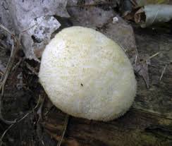 Attēlu rezultāti vaicājumam “Postia ptychogaster”