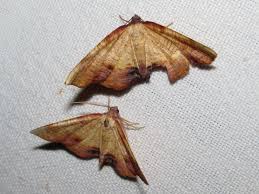 Attēlu rezultāti vaicājumam “Plagodis dolabraria”