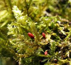 Attēlu rezultāti vaicājumam “Palustriella decipiens”