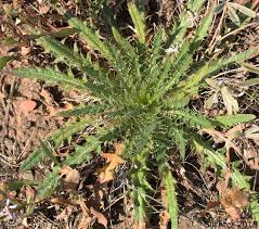 Attēlu rezultāti vaicājumam “Cirsium acaule leaf”