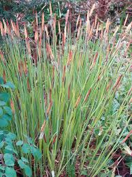 Attēlu rezultāti vaicājumam “Carex elata flower”