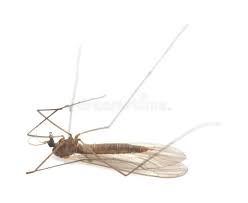 Attēlu rezultāti vaicājumam “Trichocera”